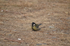 Parus major