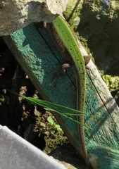 Lacerta agilis grusinica