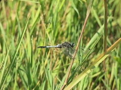 Orthetrum albistylum