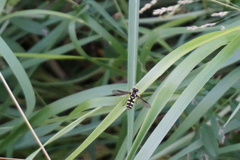 Xanthogramma pedissequum