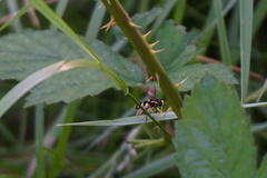 Xanthogramma pedissequum