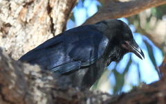 Corvus coronoides perplexus