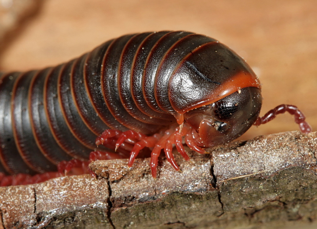 Spirobolid Millipedes