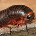 Spirobolid Millipedes - Photo (c) Patrick Coin, some rights reserved (CC BY-NC-SA)