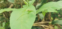 Engonia
