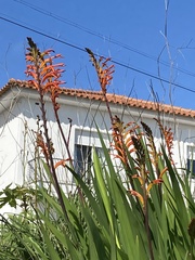 Chasmanthe floribunda