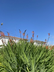 Chasmanthe floribunda