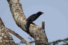 Laniarius funebris