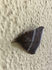 Ophisma
