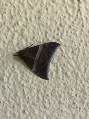 Ophisma