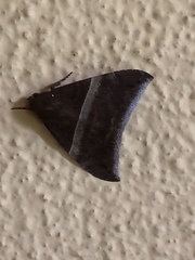 Ophisma