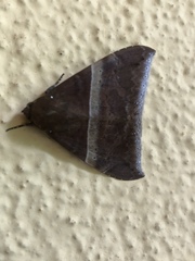 Ophisma