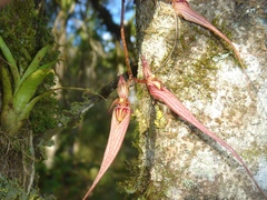 Cirrhopetaloides