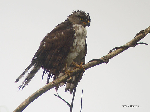 Circaetus spectabilis batesi