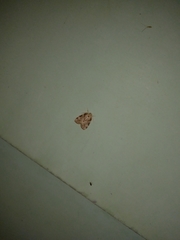 Schistophleps obducta