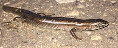 Heremites vittatus
