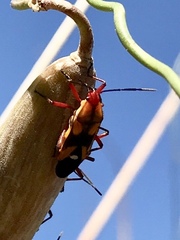 Oncopeltus guttaloides