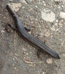 Heremites vittatus