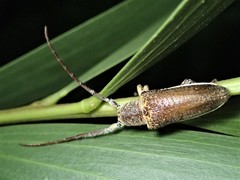 Rhytiphora decipiens