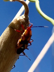 Oncopeltus guttaloides