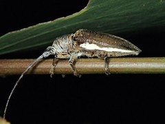 Rhytiphora decipiens