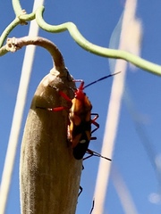 Oncopeltus guttaloides