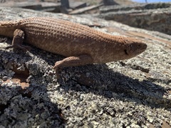 Egernia stokesii zellingi