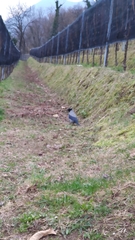 Corvus cornix