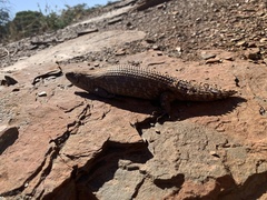 Egernia stokesii zellingi