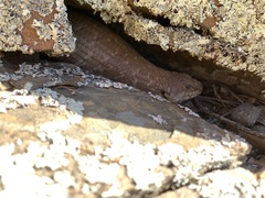 Egernia stokesii zellingi