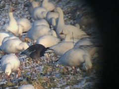 Anser caerulescens × rossii