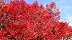 Acer palmatum