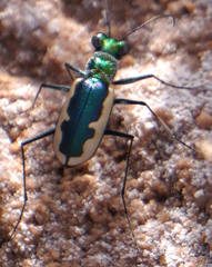 Eunota circumpicta