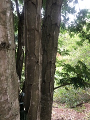 Piptadenia gonoacantha