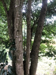 Piptadenia gonoacantha