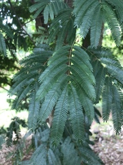 Piptadenia gonoacantha