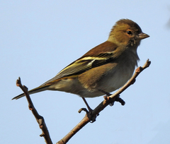 Fringilla coelebs