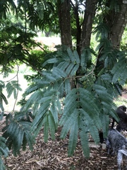 Piptadenia gonoacantha