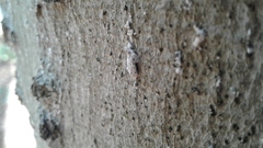 Cryptococcus fagisuga