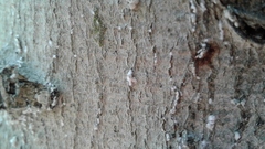 Cryptococcus fagisuga