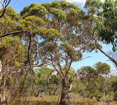 Eucalyptus leucoxylon leucoxylon