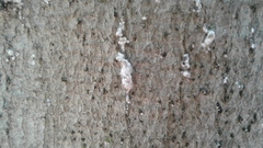 Cryptococcus fagisuga