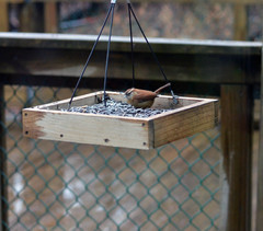 Thryothorus ludovicianus