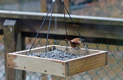 Thryothorus ludovicianus