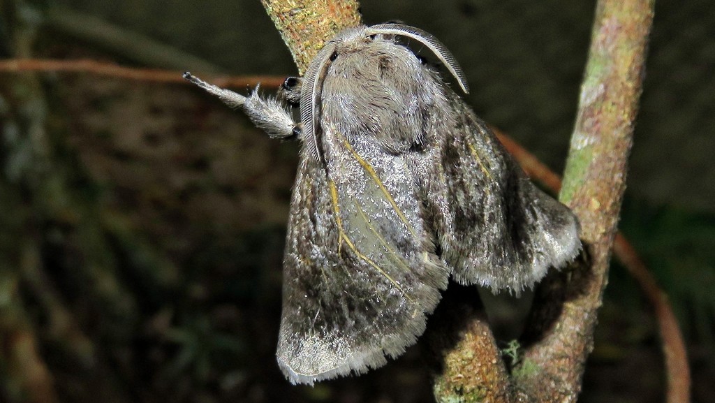 Perola murina