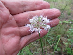 Allium chamarense