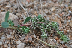Corrigiola telephiifolia