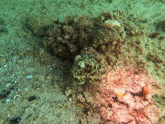 Octopus djinda