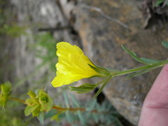 Linum tauricum