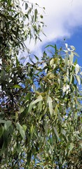 Eucalyptus leucoxylon leucoxylon